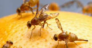 ارقام شركات رش الناموس والذباب في كايرو فستيفال سيتي 01112555696