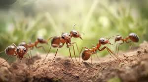 افضل شركة مكافحة النمل في عين شمس 01112555696