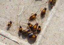  شركةمكافحة  صراصير في المنصورة 01112555696