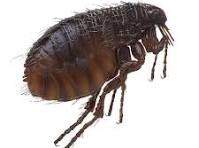 رقم احسن شركة مكافحة  البراغيث في التجمع الخامس 01112555696