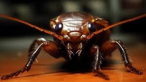 افضل  شركة مكافحة  الصراصير في مدينة نصر  01112555696