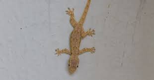  افضل  شركة مكافحة الأبراص  في التجمع الثالث كمبوند زيزينيا01112555696