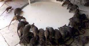 افضل شركةمكافحة الفئران في كمبوند المصراوية التجمع الخامس01112555696