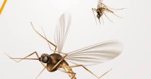 شركةمكافحة الناموس والذباب في كمبوند أرابيلا  التجمع الخامس 01112555696