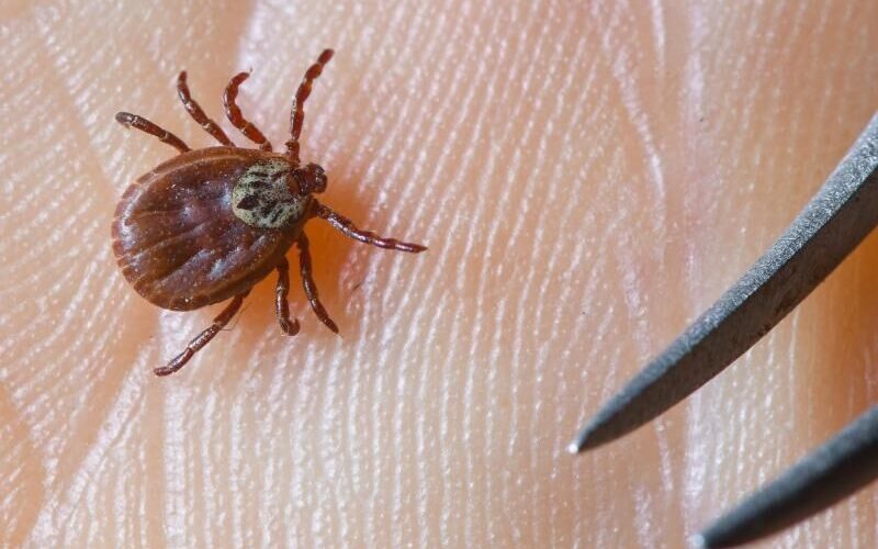 التخلص من القراد