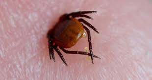 شركة مكافحة القراد في كمبوندات التجمع الخامس 01112555696