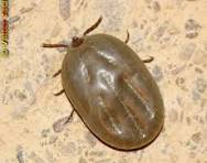  شركة مكافحة القراد في المقطم01112555696