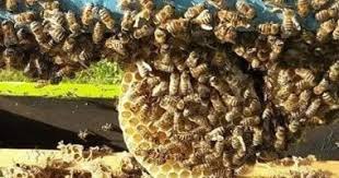  افضل شركة  مكافحة  النحل في الرحاب 01112555696