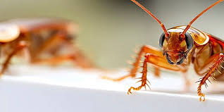 شركةمكافحة الصراصير في كمبوند أرابيلا التجمع الخامس01112555696