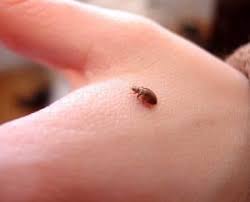   شركة  مكافحة البق في كمبوند الخمائل مدينة الشيخ زايد01025025774