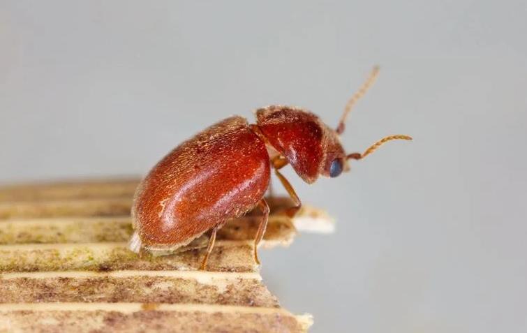 التخلص من السوس