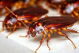   شركات رش  الصراصير في مدينة نصر01112555696