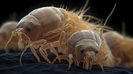 افضل  شركة ابادة البراغيت  في  حدائق الاهرام 01112555696