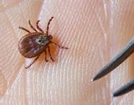 شركة في مكافحة القراد في كمبوند مفيدا 01112555696