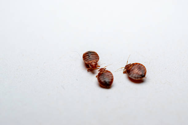 رقم   شركةفي مكافحة  البق في الشروق  01025025774