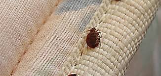 افضل  شركة مكافحة البق في التجمع التالت01112555696