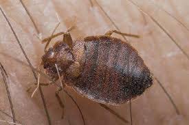 رقم شركة مكافحة البق في القطاميه هايتس  01112555696