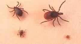  افضل شركة مكافحة القراد في التسعين الشمالي01112555696