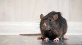 شركة مكافحة الفئران في عابدين 01025025774 