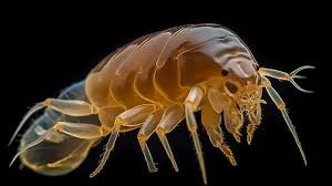 افضل شركةمكافحة البراغيث في كمبوند مكسيم  التجمع الخامس01112555696