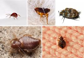  شركة مكافحة البق في العجمي 01112555696