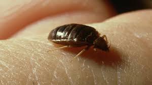 افضل شركة مكافحة البق في المراغني مصر  الجدبده01025025774