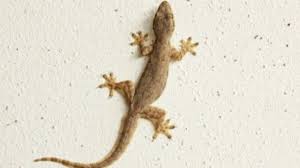 رقم شركة مكافحة الأبراص في كمبوند بالم هيلز التجمع الخامس 01112555696