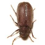 رقم شركةمكافحة السوس في كمبوند المصراوية التجمع الخامس01112555696