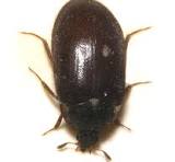  شركة مكافحة خنافس السجاد في القاهرة الجديدة 01112555696