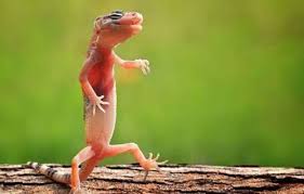 افضل شركه مكافحة الابراص في6 اكتوبر01112555696