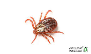 افضل شركةمكافحة القراد في التجمع التالت 01112555696