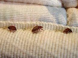 شركة مكافحة بق الفراش في مدينة العاشر من رمضان 01025025774