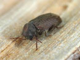  افضل  شركة مكافحة السوس في مصر الجديده 01112555696